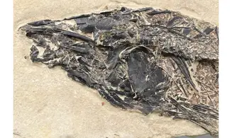 Notogoneus osculus