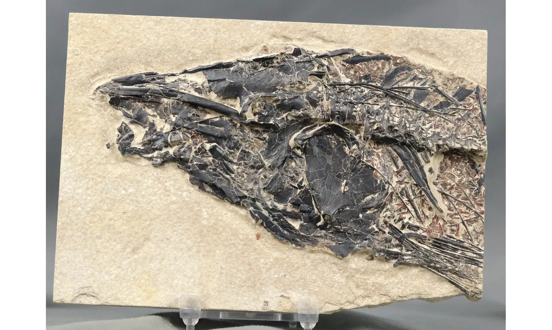 Notogoneus osculus