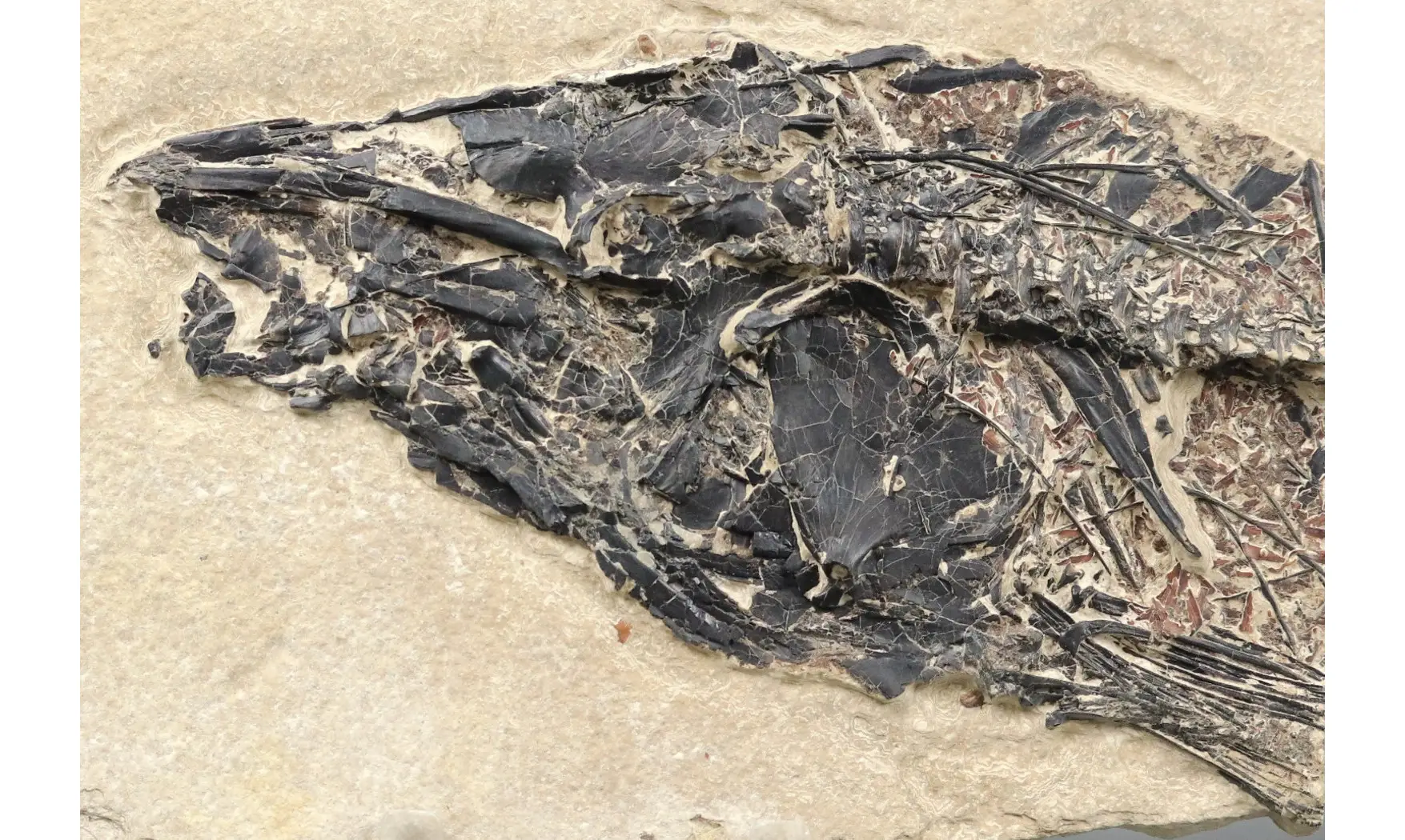 Notogoneus osculus