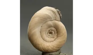 Planorbis