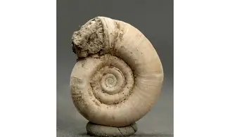 Planorbis