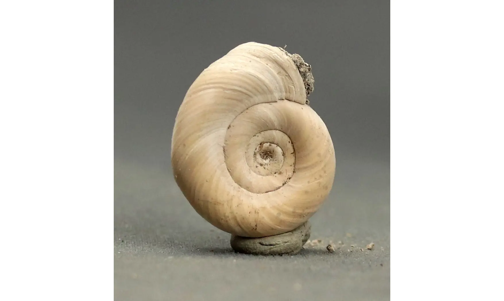 Planorbis