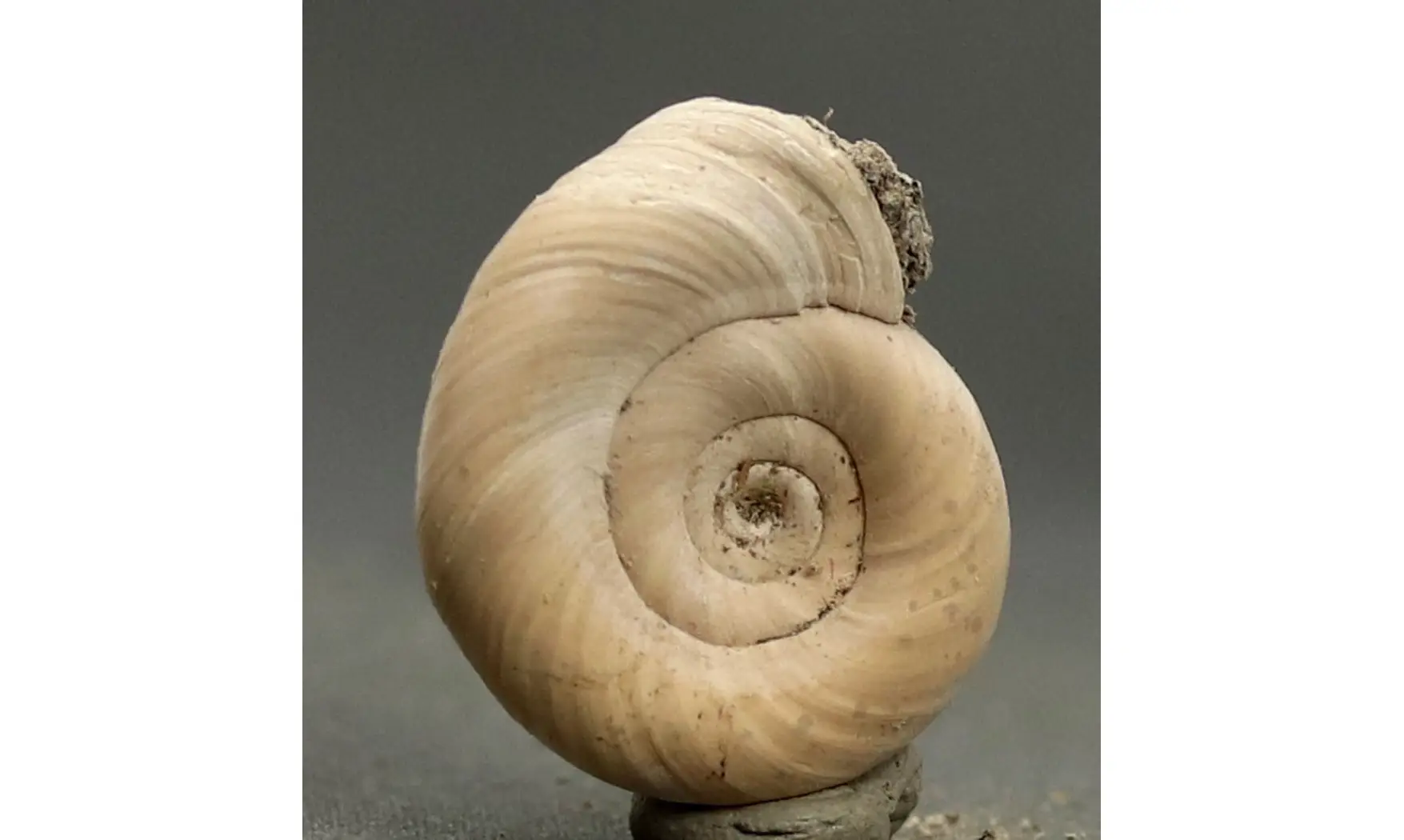 Planorbis