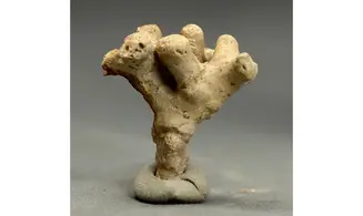Ceriospora