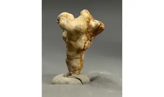 Ceriospora