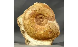 Esericeras eseri