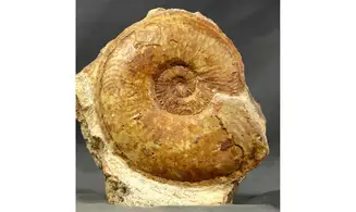 Esericeras eseri