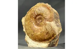 Esericeras eseri