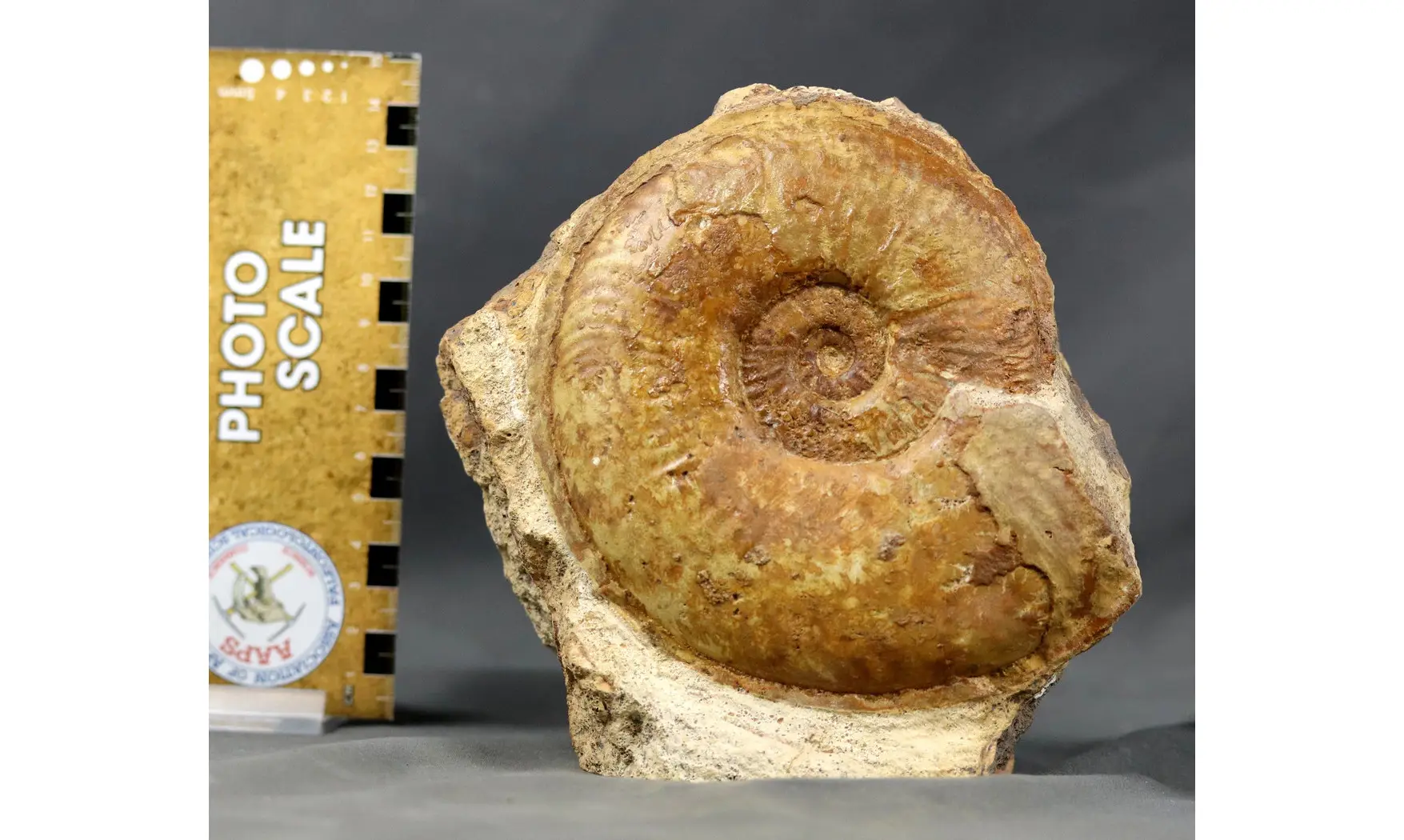 Esericeras eseri