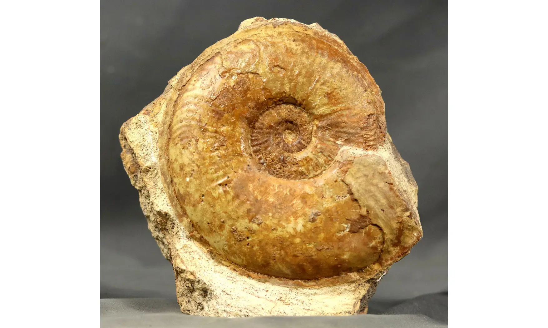 Esericeras eseri
