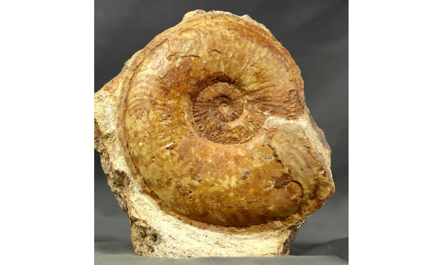Esericeras eseri