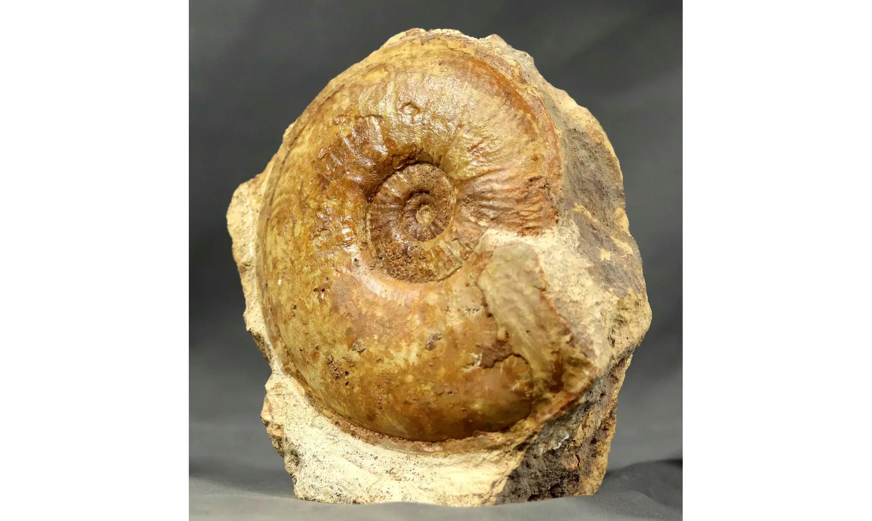 Esericeras eseri