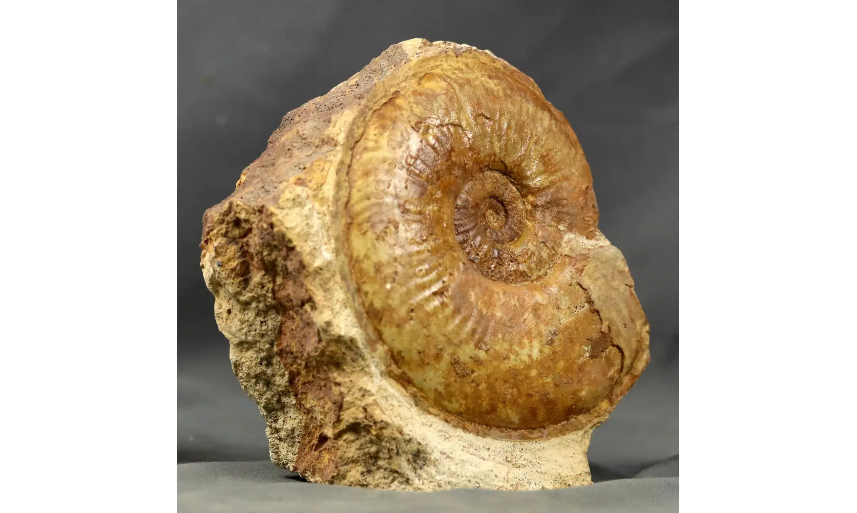 Esericeras eseri