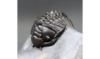 Cyrtometopus