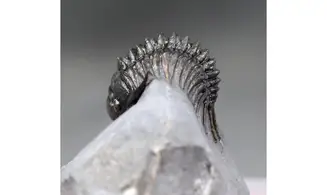 Cyrtometopus