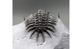 Cyrtometopus