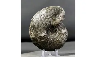 Quenstedtoceras praelamberti