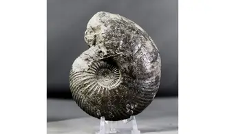 Quenstedtoceras praelamberti