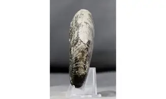 Quenstedtoceras praelamberti