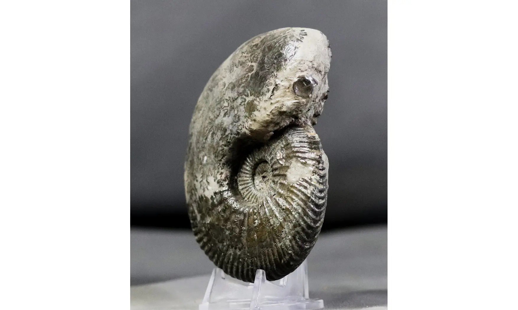 Quenstedtoceras praelamberti