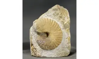 Nicklesia pulchella