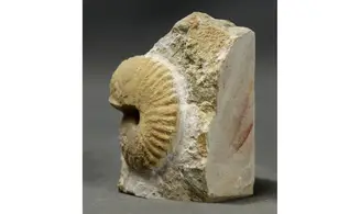 Nicklesia pulchella