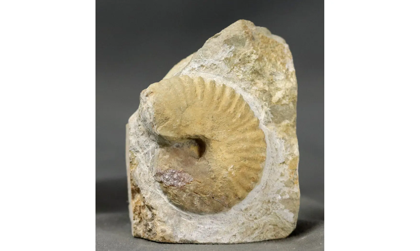 Nicklesia pulchella