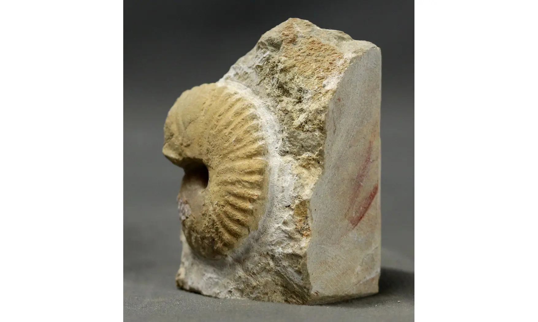 Nicklesia pulchella