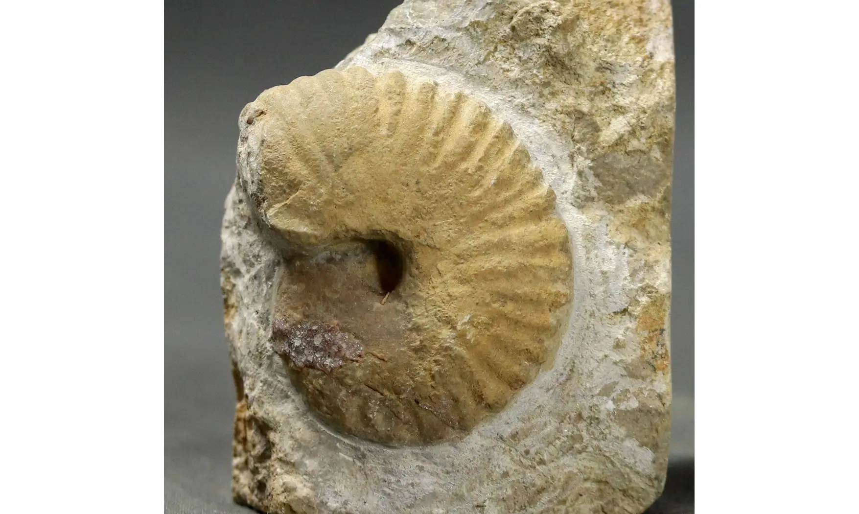 Nicklesia pulchella