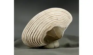 Arca biformis
