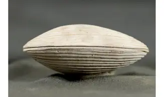 Arca biformis
