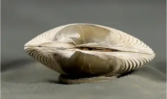 Arca biformis