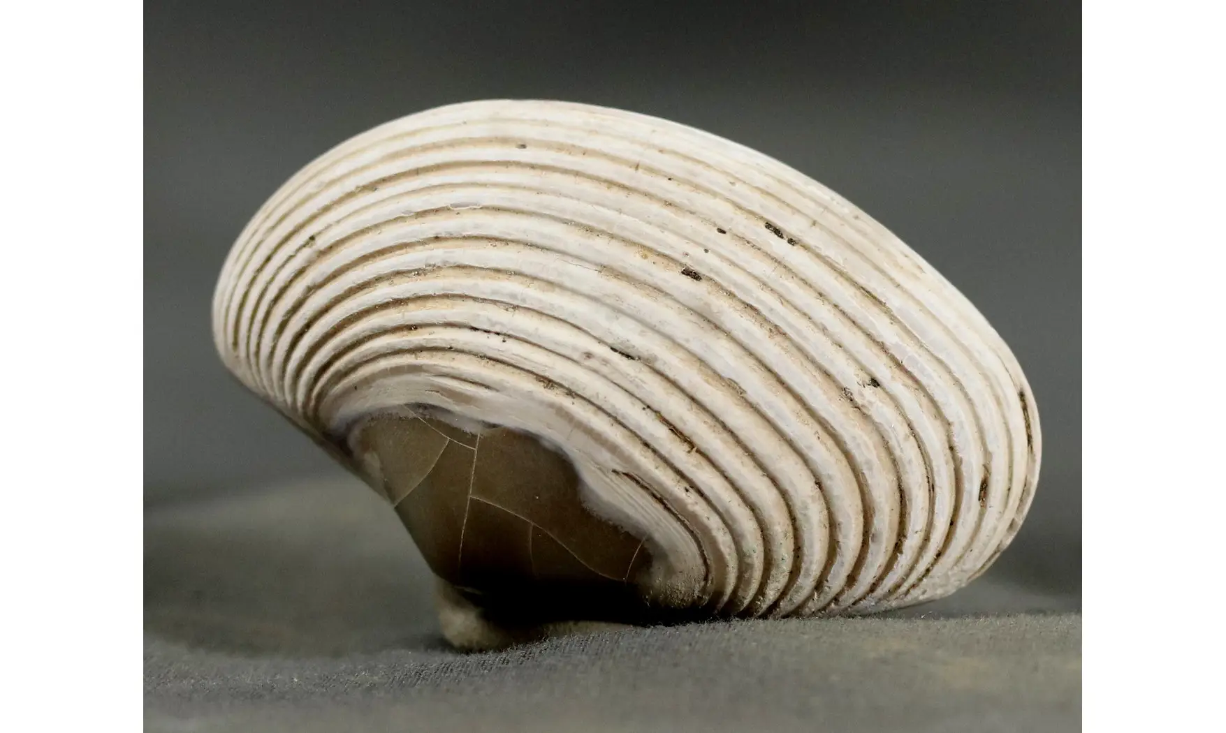 Arca biformis