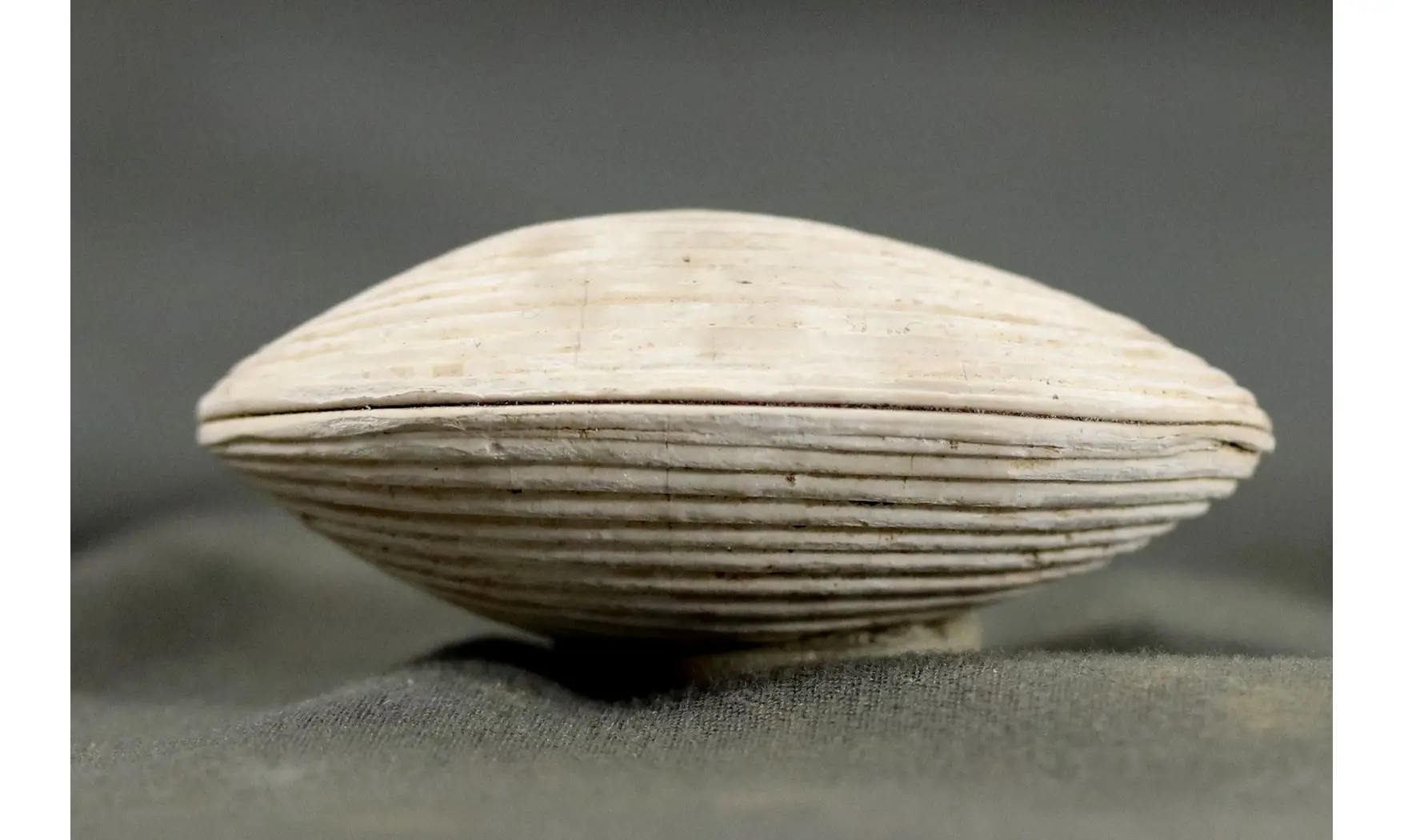 Arca biformis