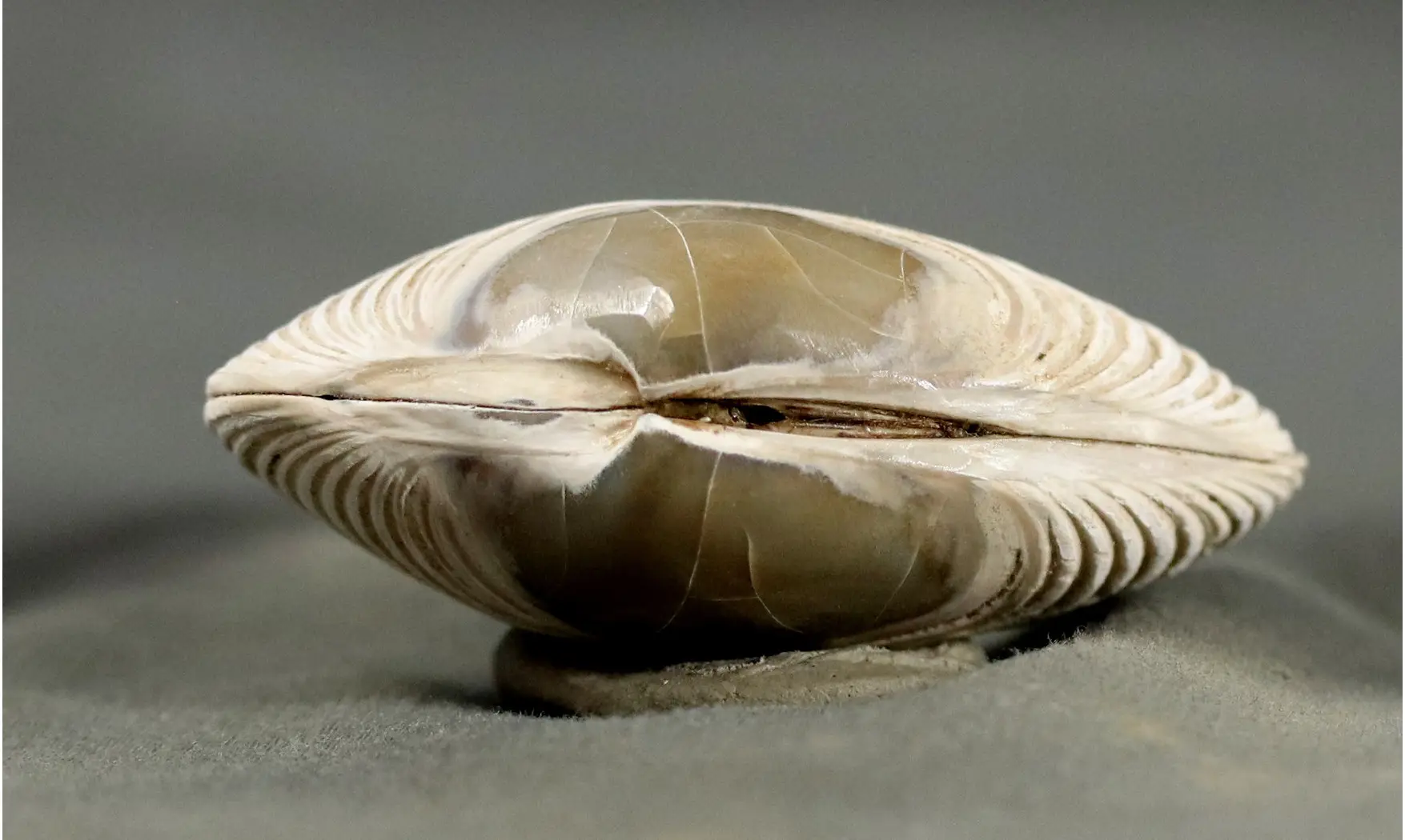 Arca biformis