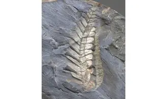 Neuropteris cf attenuata