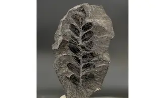 Neuropteris