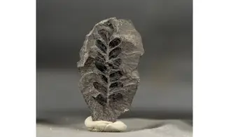 Neuropteris