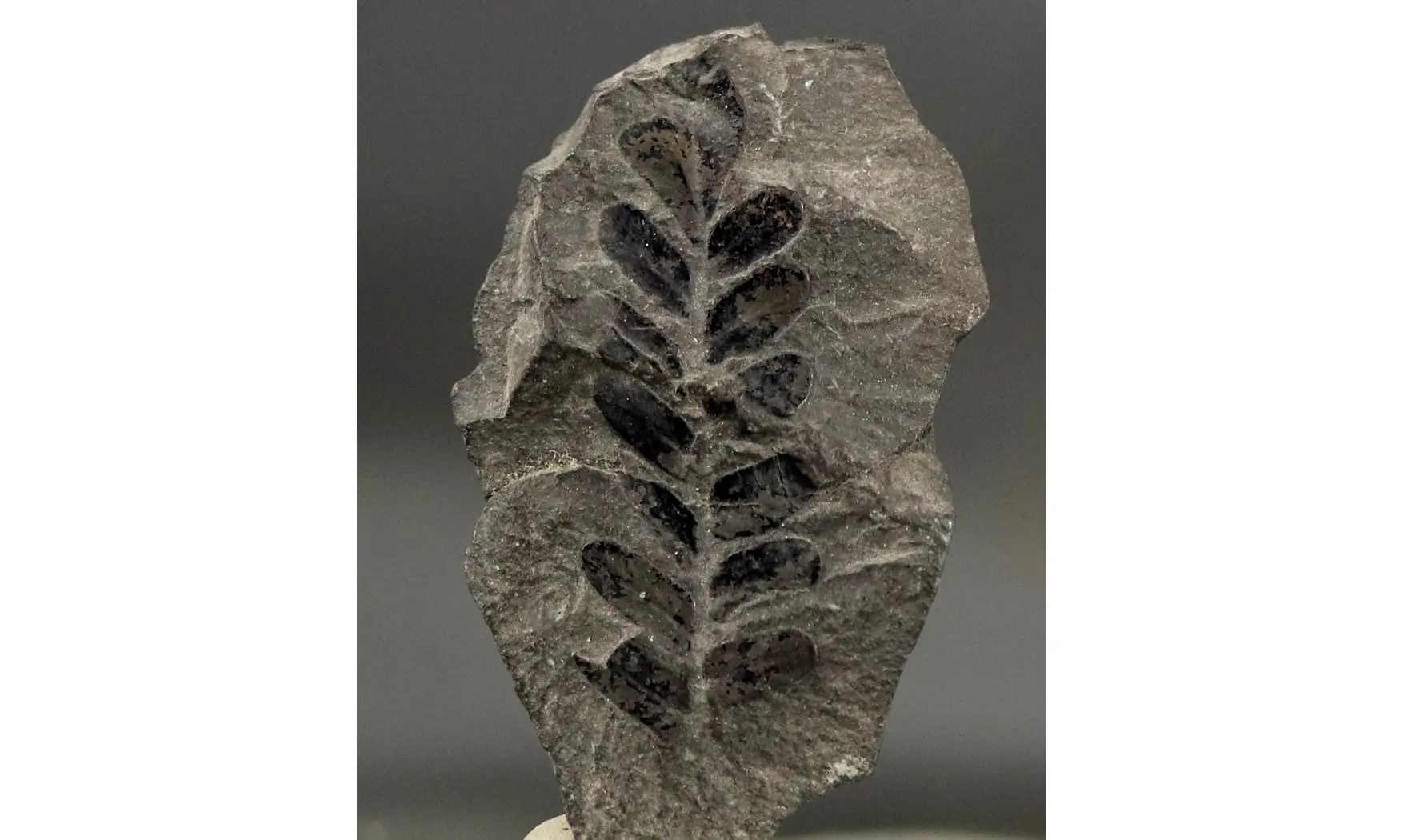 Neuropteris