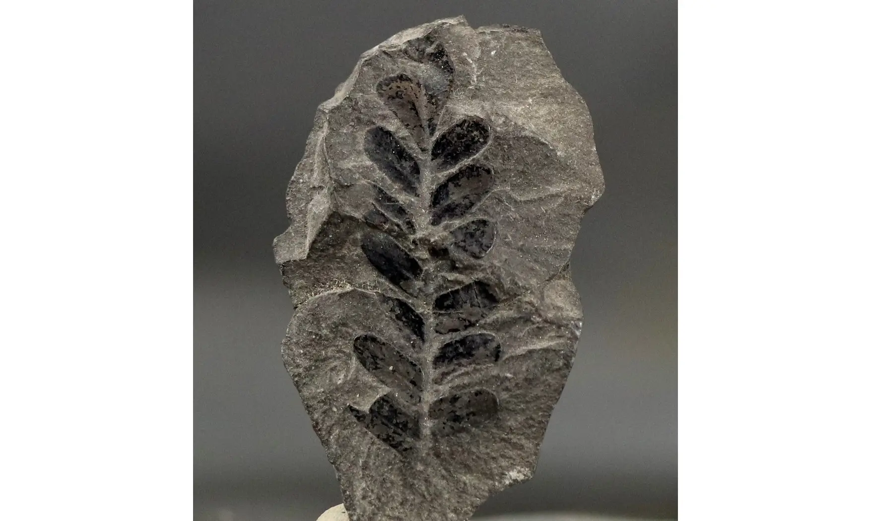 Neuropteris