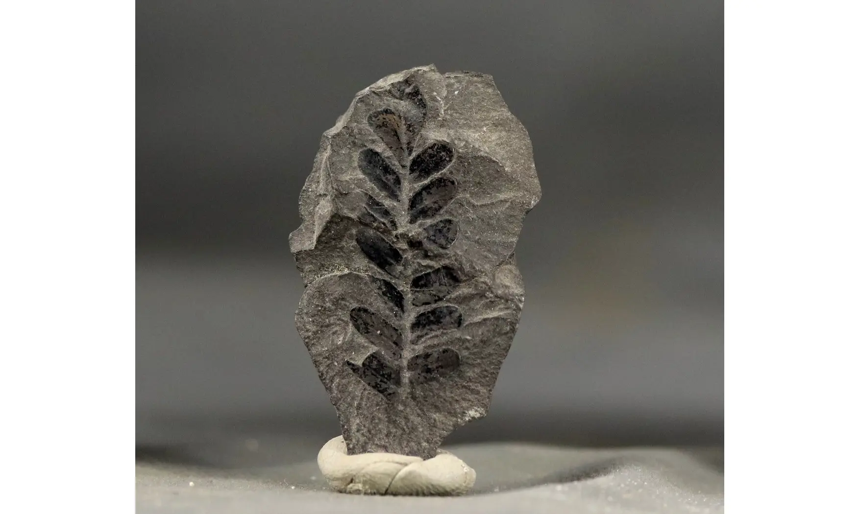 Neuropteris