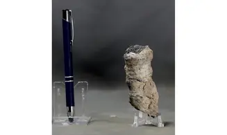 Fossil coral rough