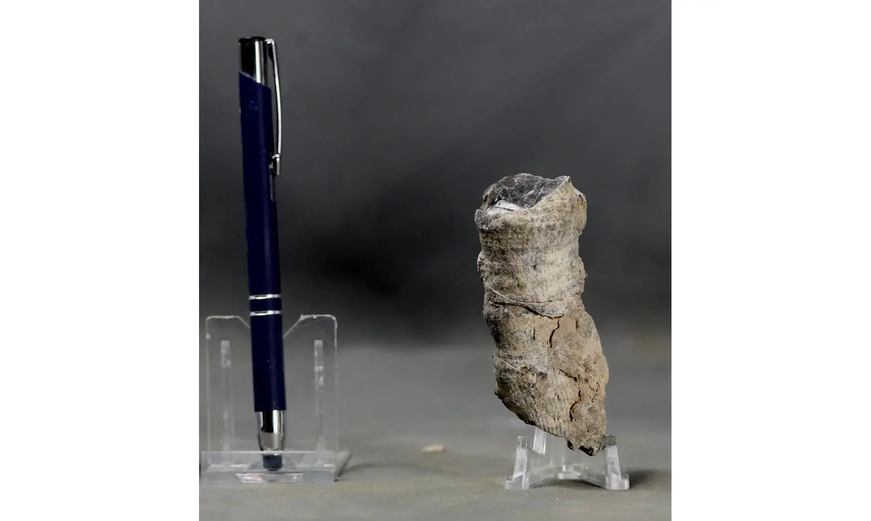 Fossil coral rough