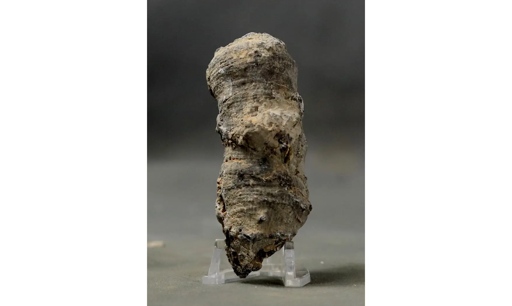 Fossil coral rough