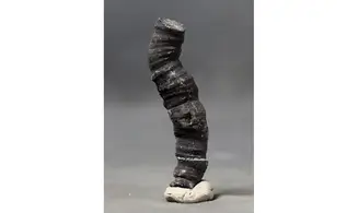 Fossil coral rough