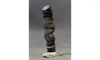 Fossil coral rough
