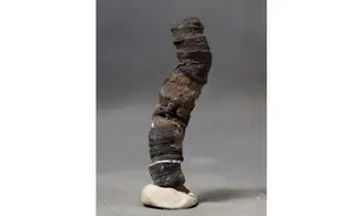 Fossil coral rough