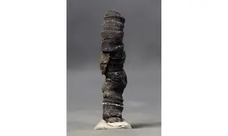 Fossil coral rough