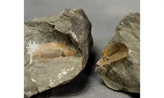 Nahecaris Franklin