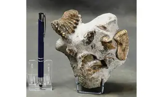 Scaphotrigonia navis